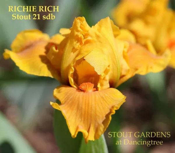 iris-richie-rich Iris Richie Rich
