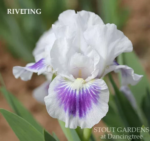 iris-riveting Iris Riveting