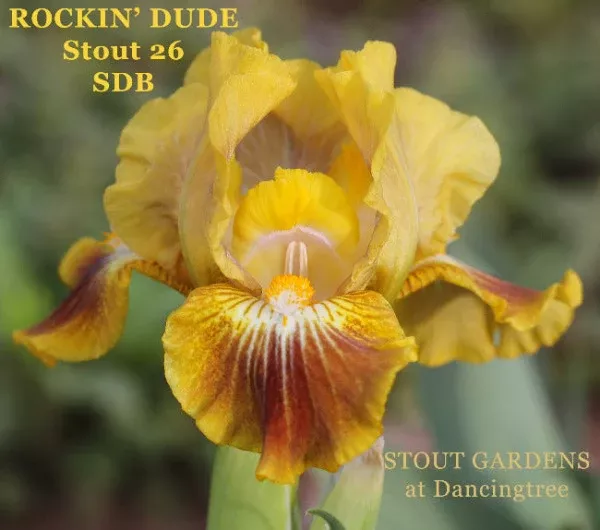iris-rockin-dude Iris Rockin' Dude