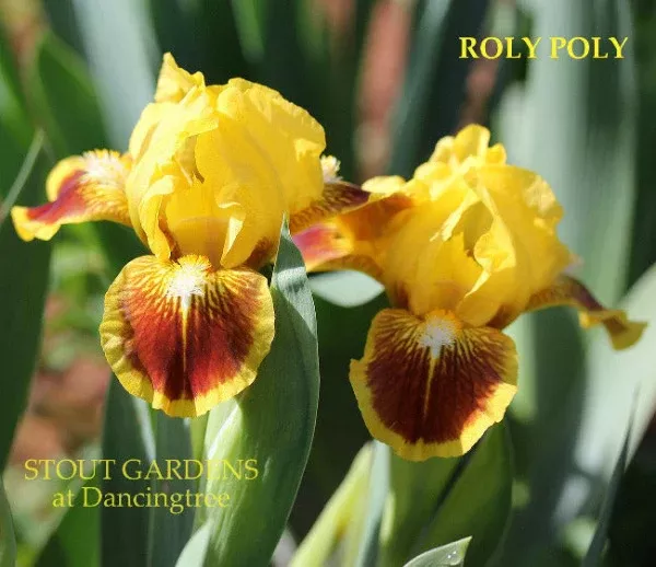 iris-roly-poly Iris Roly Poly