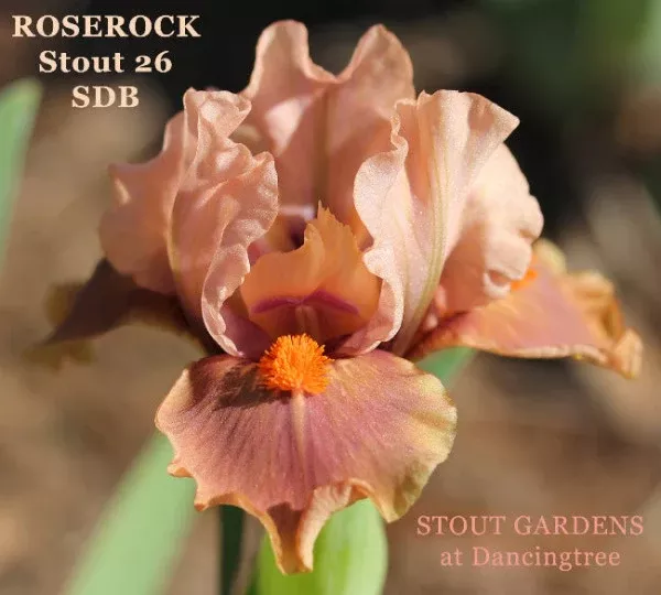 iris-roserock Iris Roserock