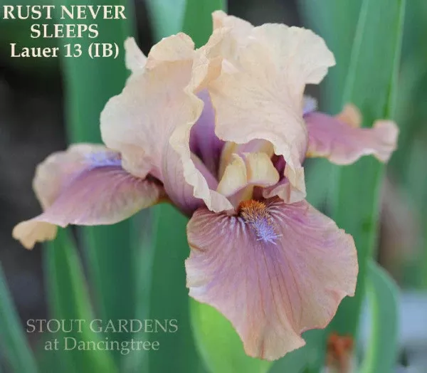 iris-rust-never-sleeps Iris Rust Never Sleeps