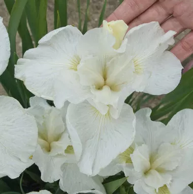 iris-s-swans-in-flight-25-br-plants Iris s. 'Swans in Flight' (25) BR Plants