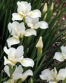 iris-s-white-swirl-3-5-inch-pot Iris s. 'White Swirl' (3.5 inch pot)