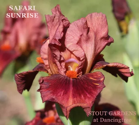 iris-safari-sunrise Iris Safari Sunrise