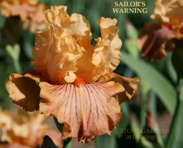 iris-sailor-s-warning Iris Sailor's Warning