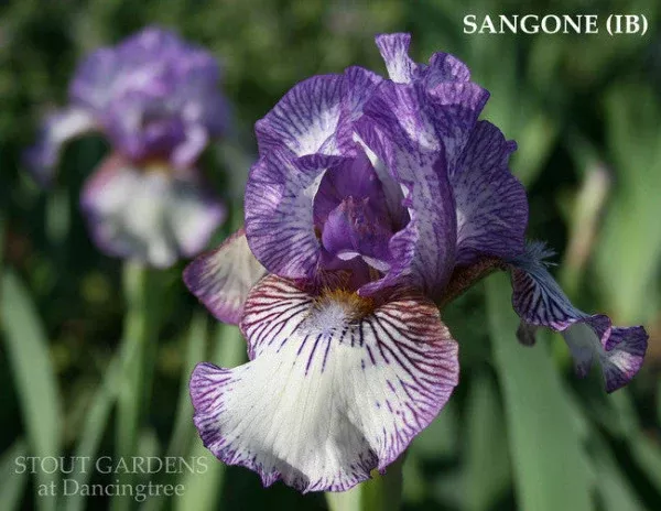 iris-sangone Iris Sangone