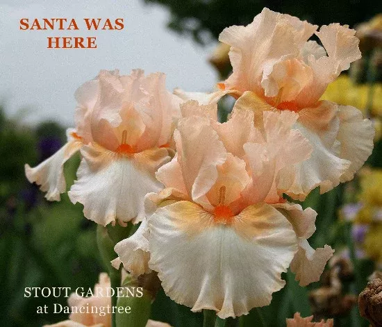 iris-santa-was-here Iris Santa Was Here