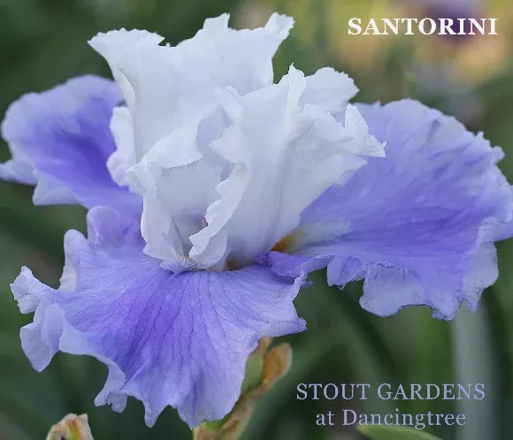 iris-santorini Iris Santorini