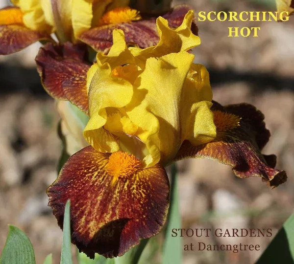 iris-scorching-hot Iris Scorching Hot