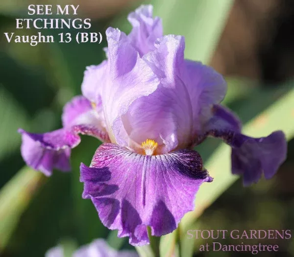 iris-see-my-etchings Iris See My Etchings