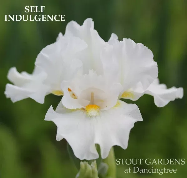 iris-self-indulgence Iris Self Indulgence