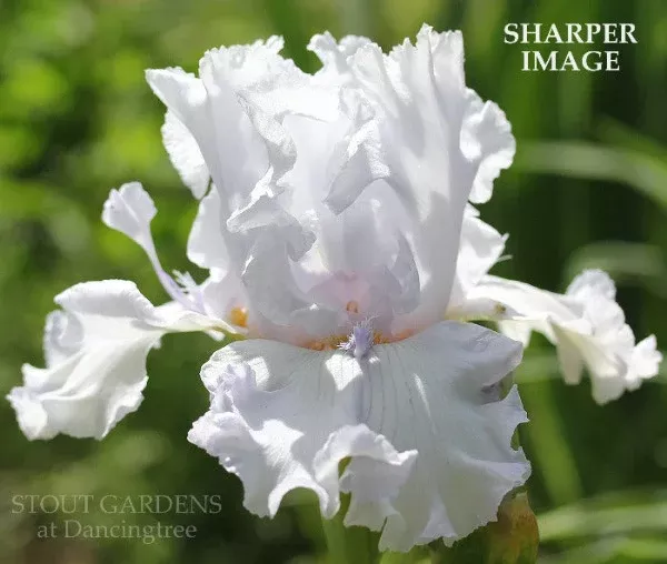 iris-sharper-image Iris Sharper Image