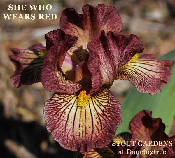 iris-she-who-wears-red Iris She Who Wears Red