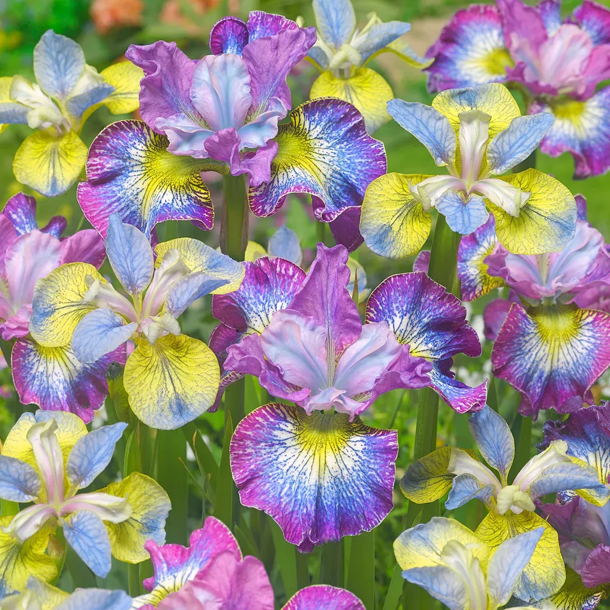 iris-siberica-how-audacious-new-exclusive Iris Siberica - How Audacious - NEW & Exclusive