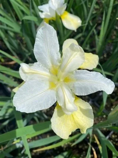 iris-sibirica-butter-sugar-sibirian-iris Iris sibirica Butter and Sugar Sibirian Iris