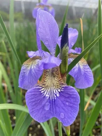 Iris sibirica Caesar's Brother Sibirian Iris