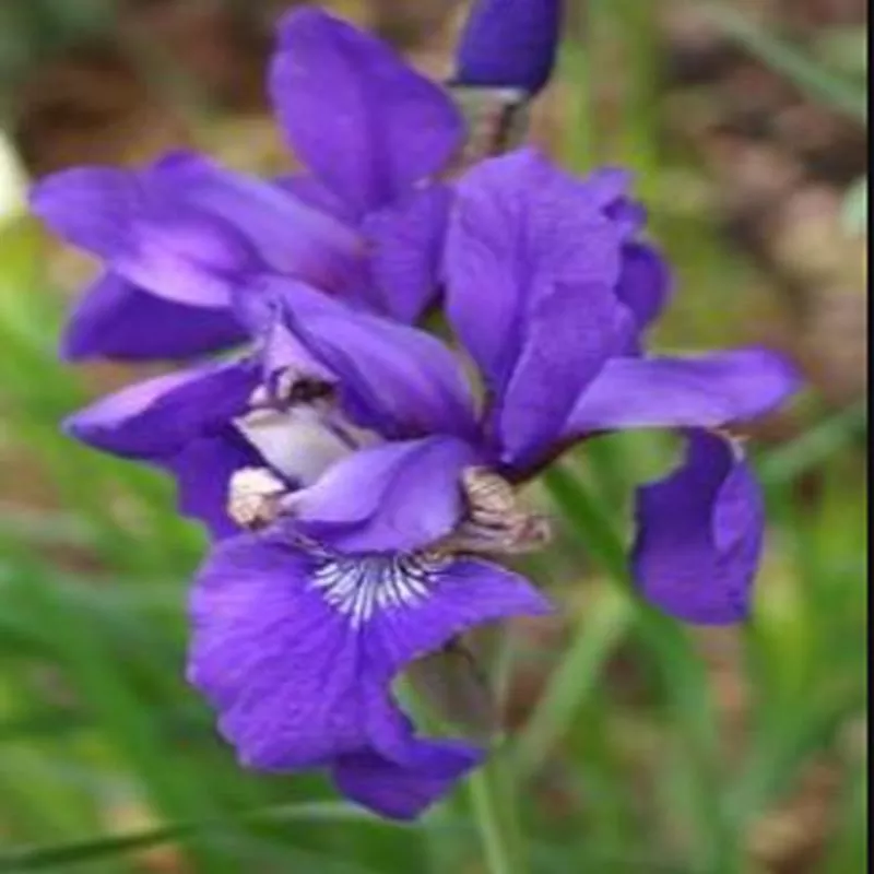 iris-sibirica-caesar-s-brother Iris sibirica 'Caesar's Brother'