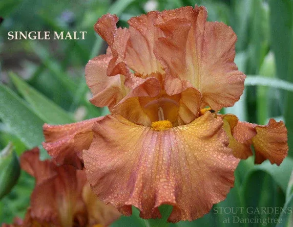 iris-single-malt Iris Single Malt