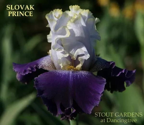 iris-slovak-prince Iris Slovak Prince