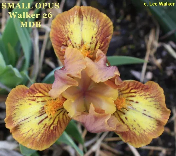 iris-small-opus Iris Small Opus