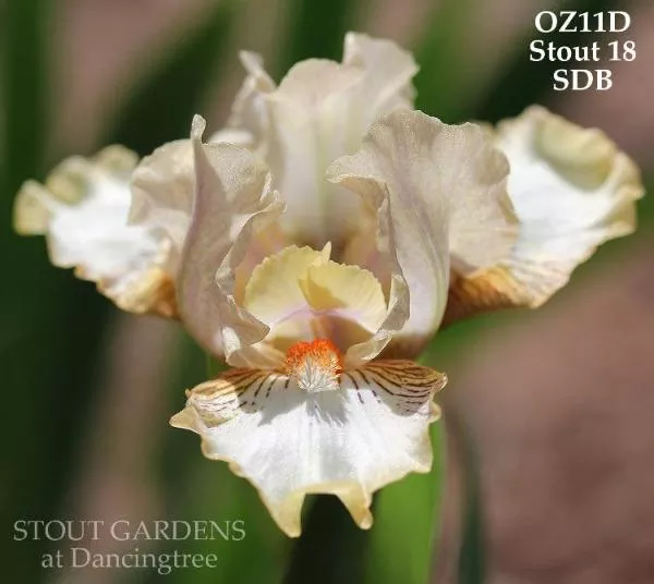 iris-smallville Iris Smallville
