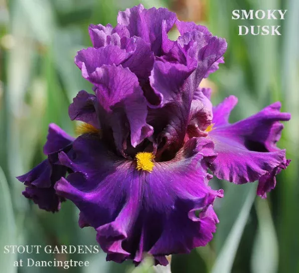 iris-smoky-dusk Iris Smoky Dusk