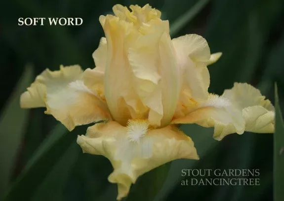 iris-soft-word Iris Soft Word
