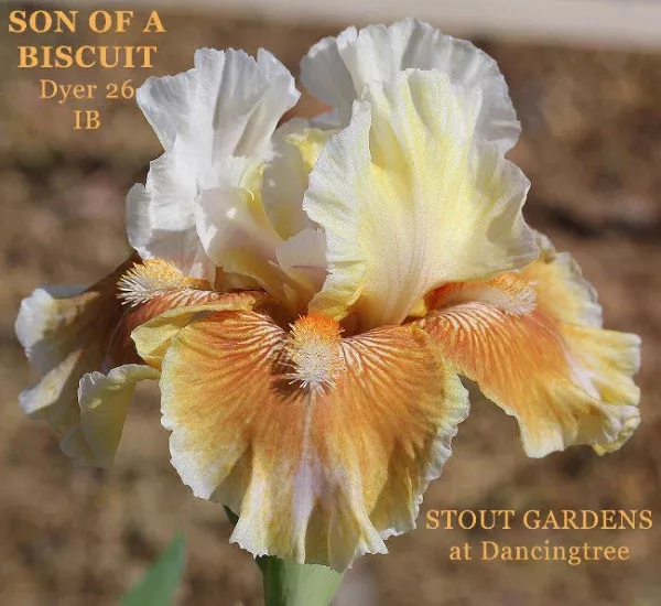 iris-son-biscuit Iris Son Of A Biscuit