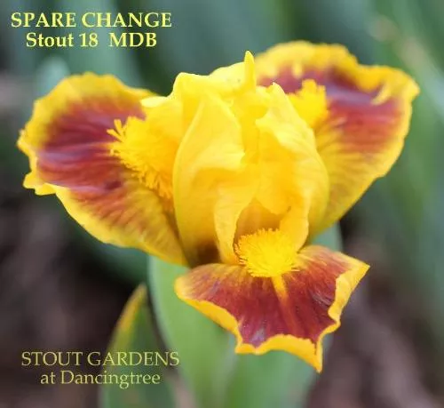 iris-spare-change Iris Spare Change