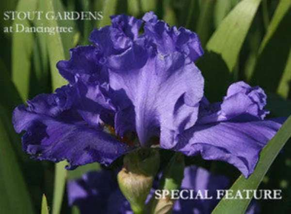 iris-special-feature Iris Special Feature