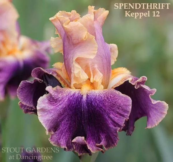 iris-spendthrift Iris Spendthrift