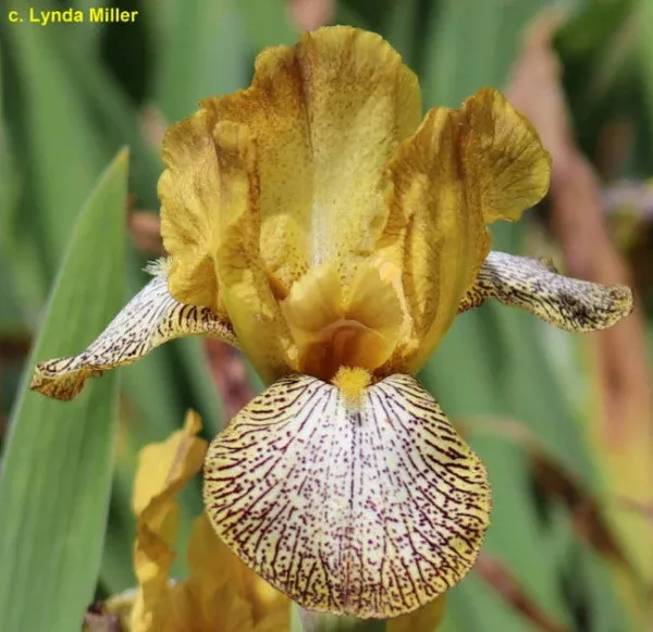 iris-spicy-gal Iris Spicy Gal