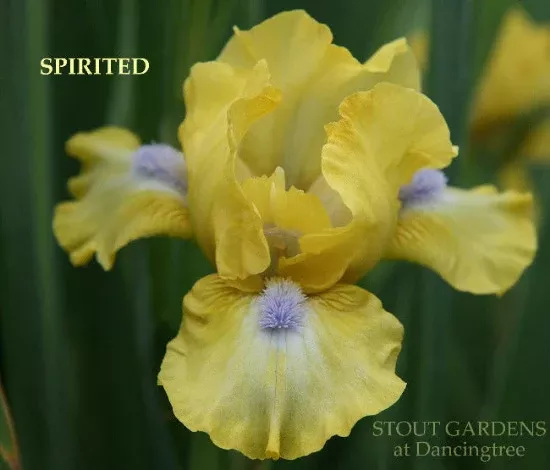 iris-spirited Iris Spirited