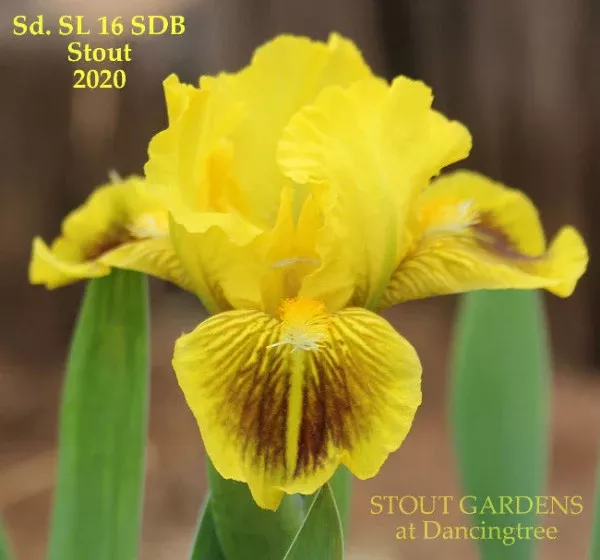 iris-spongebob Iris Spongebob