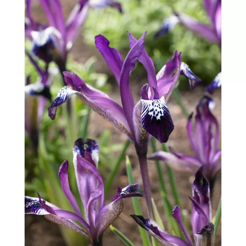 iris-spot-on Iris Spot On