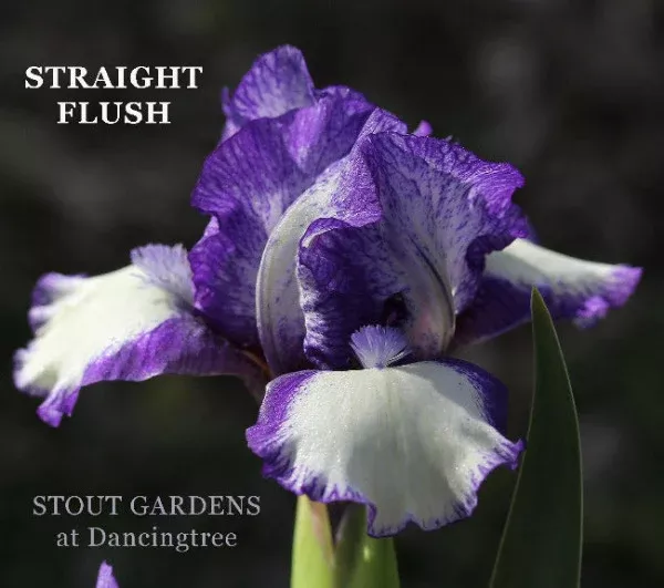 iris-straight-flush Iris Straight Flush