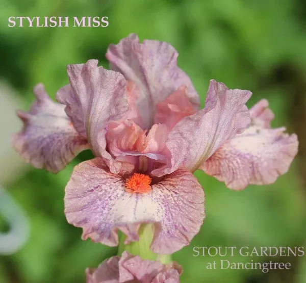 iris-stylish-miss Iris Stylish Miss