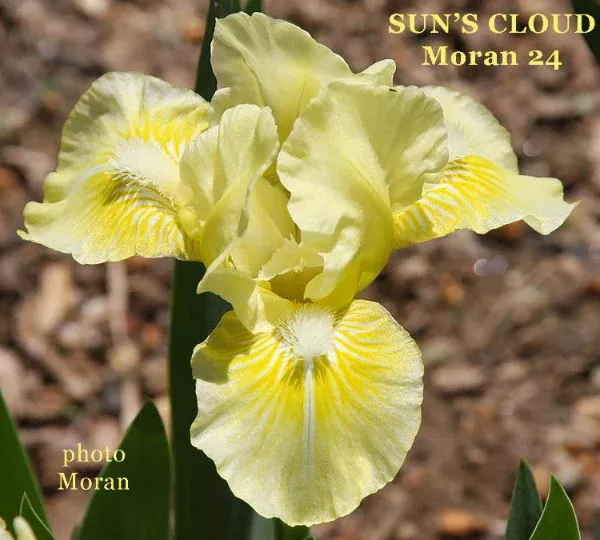 iris-sun-s-cloud Iris Sun's Cloud
