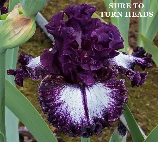 iris-sure-to-turn-heads Iris Sure To Turn Heads