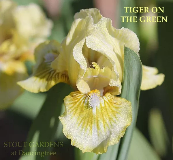 iris-tiger-on-green Iris Tiger On The Green