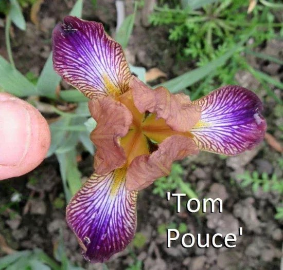 iris-tom-pouce Iris Tom Pouce