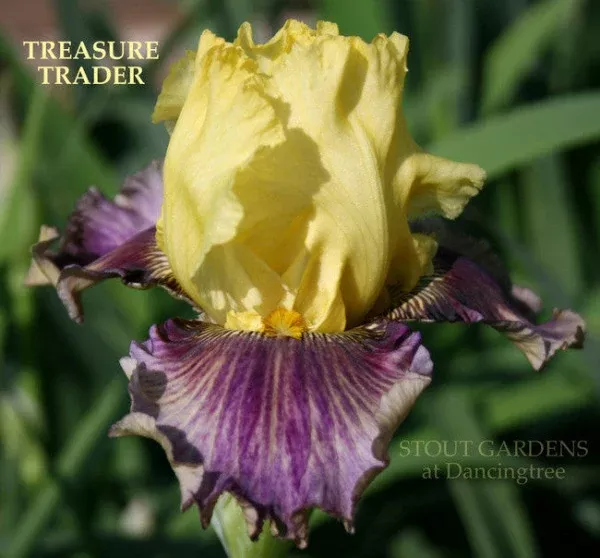 iris-treasure-trader Iris Treasure Trader