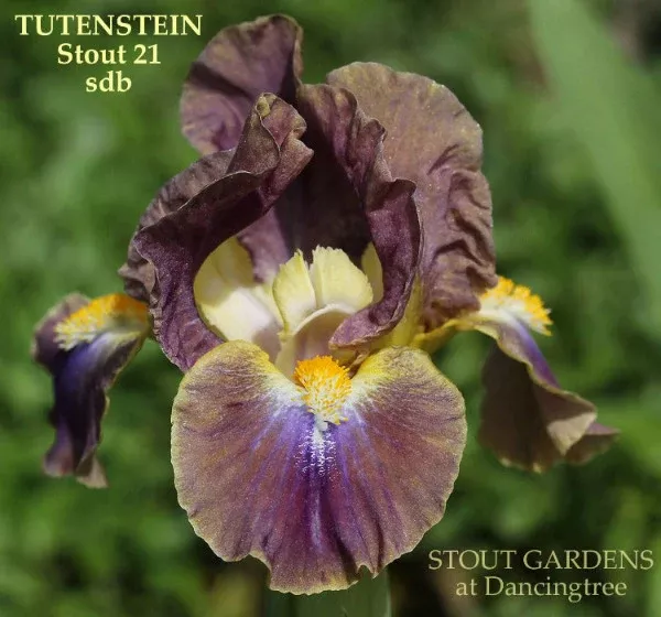 iris-tutenstein Iris Tutenstein