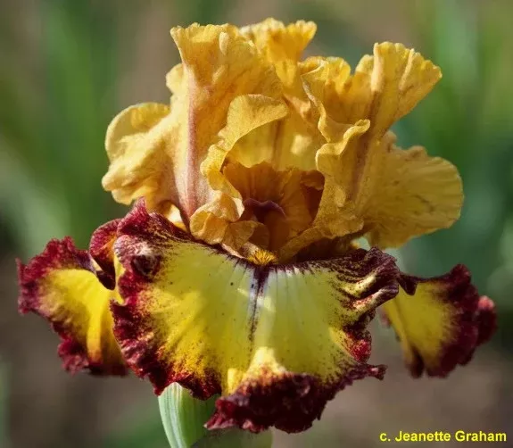 iris-upscale Iris Upscale