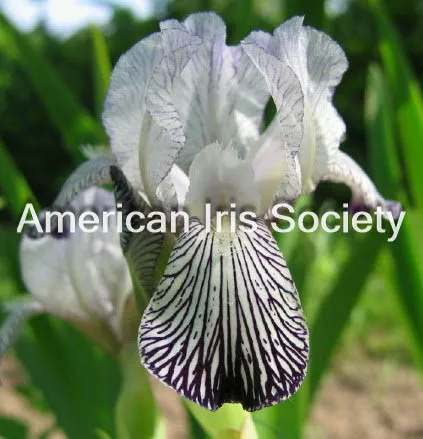 Iris Var. Reginae