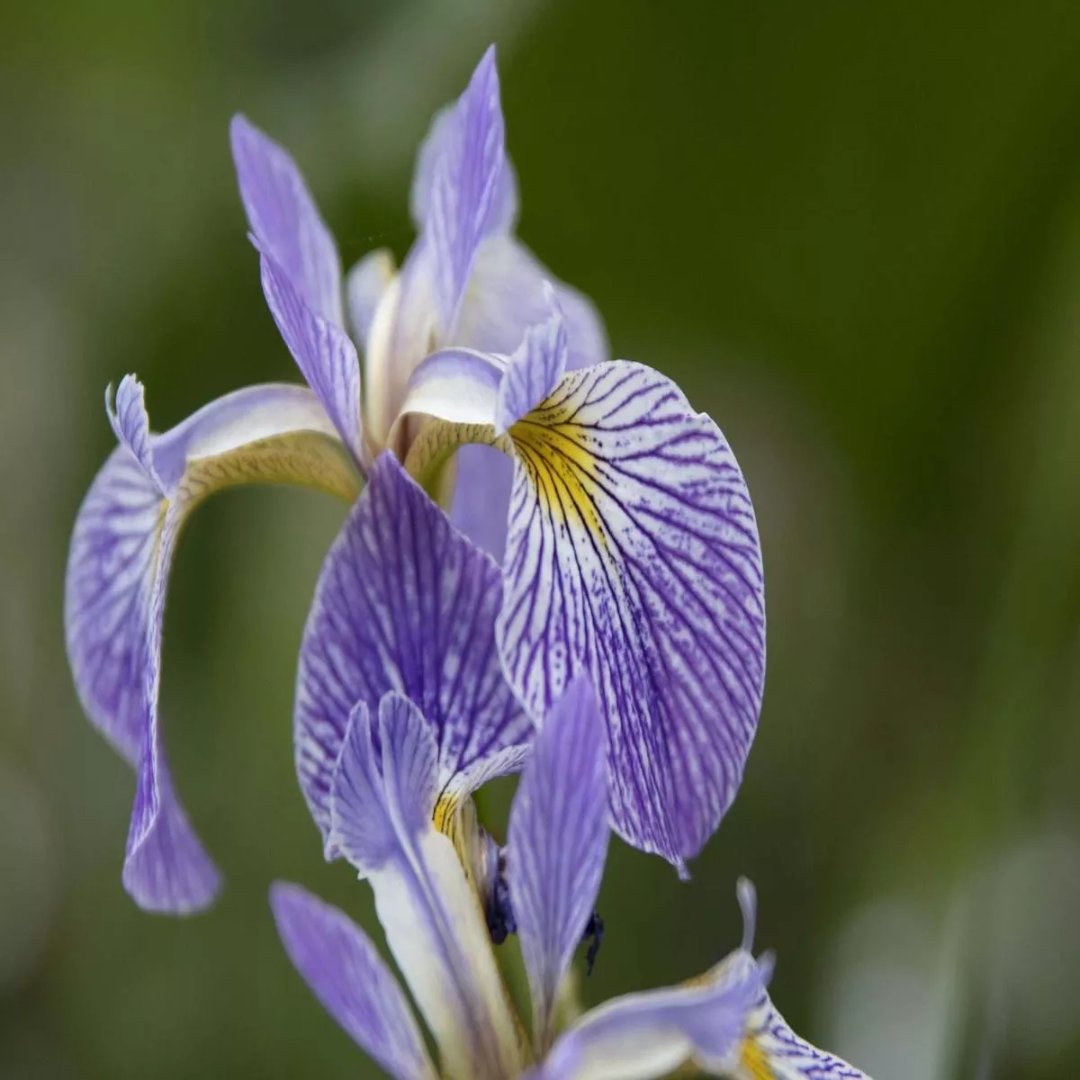 iris-versicolor-gerald-darby-marginal-pond-plants-mp062-3-1ltr Iris versicolor – Gerald Darby – Marginal Pond Plants – MP062 – 3 | 1Ltr