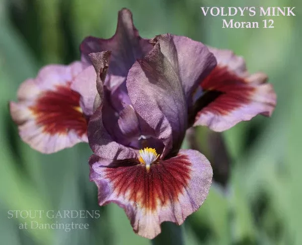 iris-voldy-s-mink Iris Voldy's Mink