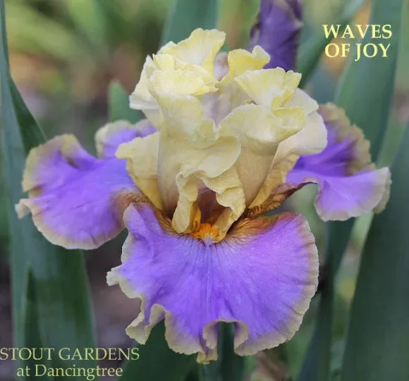 iris-waves-joy Iris Waves Of Joy