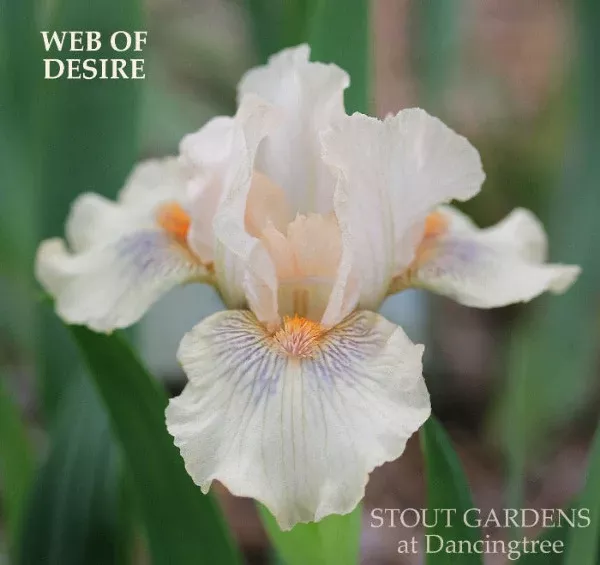 iris-web-desire Iris Web Of Desire